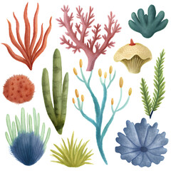 set of colorful sea plants on transparent background