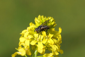 Close up female tachinid fly Pales pavida of the family Tachinidae. On yellow flowers of Wintercress (Barbarea vulgaris), family Brassicaceae. Spring, May, Netherlands