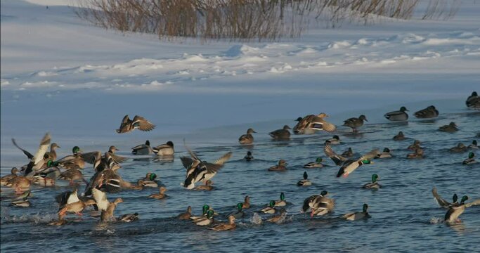Mallard wild duck - Anas platyrhynchos take off from winter river. dabbling duck that breeds throughout the temperate and subtropical Americas, Eurasia, and North Africa.