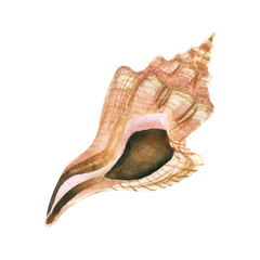 Watercolor seashell illustration isolated on a white background.