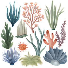 set of colorful sea plants on transparent background