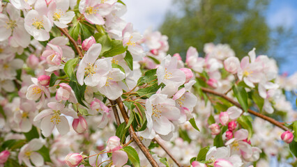 Blooming apple tree in the spring garden. Close up of pink flowers on a tree. High quality photo