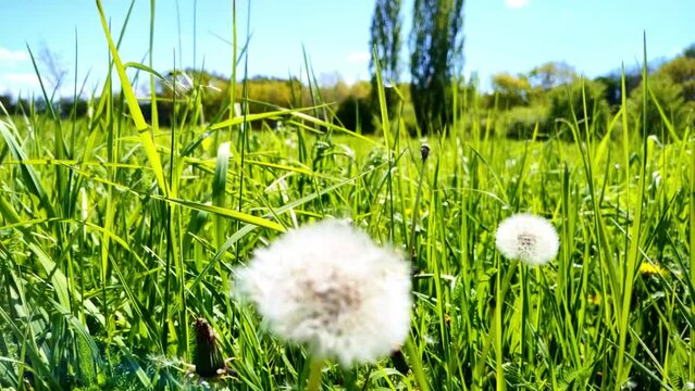 sch&ouml;ne gr&uuml;ne Wiese mit wei&szlig;en Pusteblumen, L&ouml;wenzahn, Nahaufnahme, Samen, Pollen
