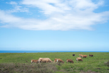 Fototapeta na wymiar Vacas en pradera junto al mar en Asturias