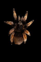 Birdeating Spider top view isolated on black background