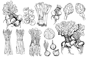 Vegetables. Fresh food. Tomato line drawn on a white background. Vector illustration. Coloring for adults