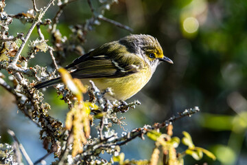 White Eyed Vireo
