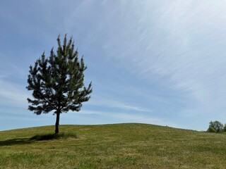 Alone pine tree in the field against sky.