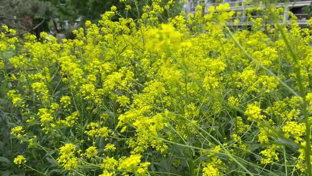 Sinapis is a genus of plants in the family Brassicaceae sways in the wind. Bright rich yellow color.