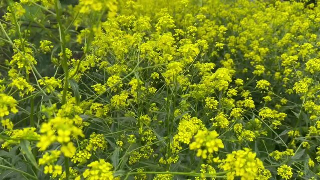 Sinapis is a genus of plants in the family Brassicaceae sways in the wind. Bright rich yellow color.