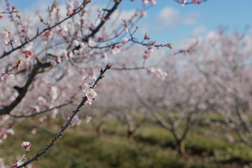 pink cherry blossom