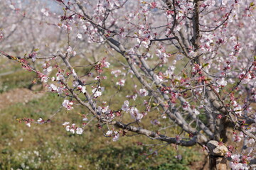 pink cherry blossom