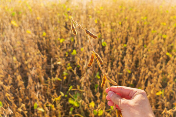 A farmer holds a ripe crop of soybeans in his hands. Growing soybeans. Soybean harvest. Farmer in the field