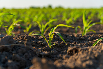 Small sprouts of corn grow in the field. Close up of a small corn plant. Agro industry