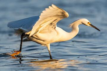 Snowy Egret feeding