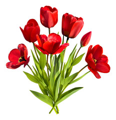 Bouquet of red tulips isolated on transparent background