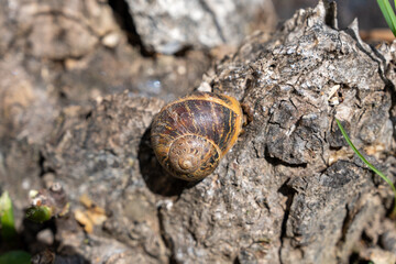 snail on a tree