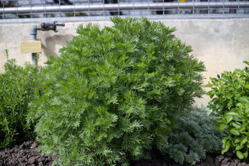 Walk in the garden plants flowers 