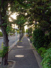 新緑の樹木が並ぶ歩道の風景