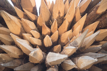Pila de estacas de madera con punta afilada 