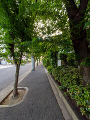 新緑の樹木が並ぶ歩道の風景