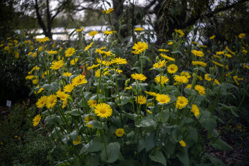 Walk in the garden plants flowers 