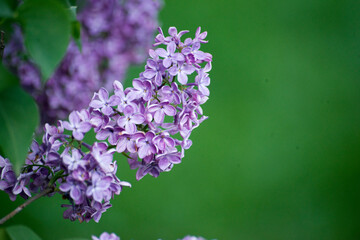 lilac flowers in the garden