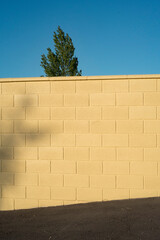 Tree behind yellow paint concrete block wall