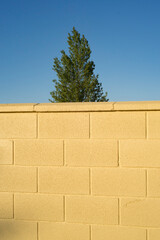 Tree behind yellow paint concrete block wall