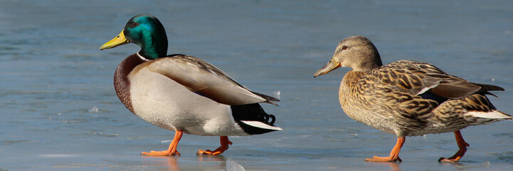 Stockente (Anas platyrhynchos) Entenpaar am Seeufer, Panorama 
