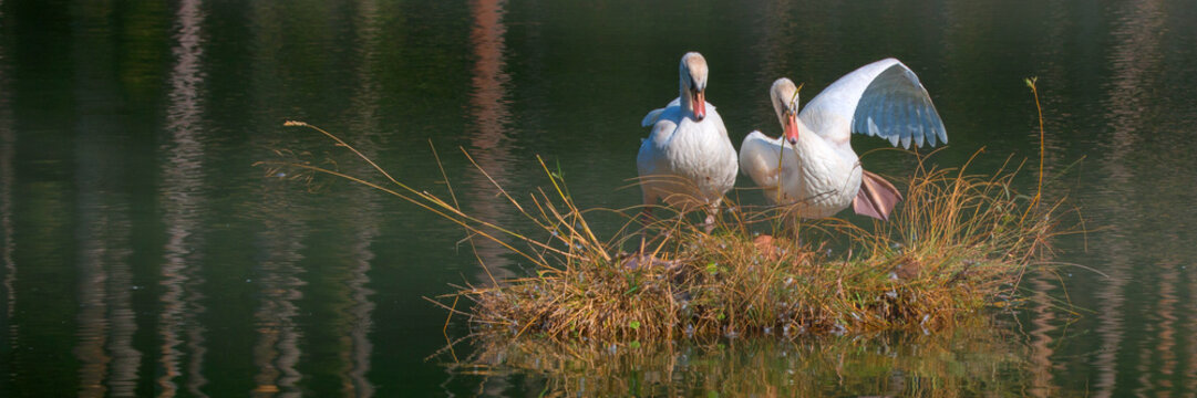 H&ouml;ckerschwan (Cygnus olor) Schwanenparr auf Nest, Panorama 