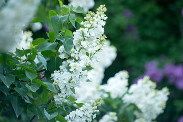 White lilac flowers