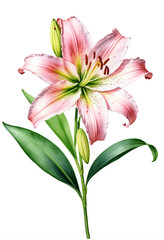 Fototapeta premium Pink lily flower on white background