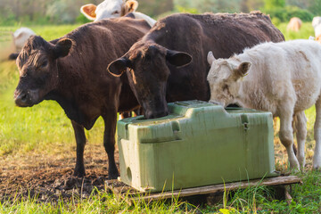 Kühe auf einer Wiese trinken an einem Wasserautomat