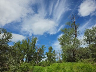 Obraz premium clouds over forest