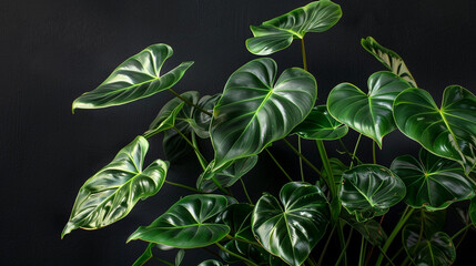 the majestic presence of a mature split-leaf philodendron, with its sprawling foliage and arching stems creating a sense of grandeur and drama in garden landscapes or indoor jungle environments.