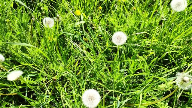 sch&ouml;ne gr&uuml;ne Wiese mit wei&szlig;en Pusteblumen, L&ouml;wenzahn, Nahaufnahme, Samen, Pollen
