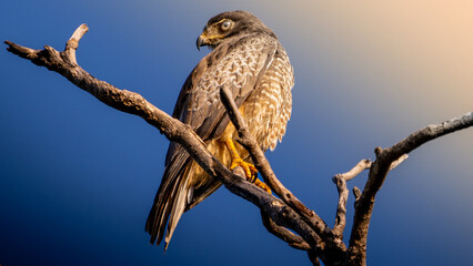 A Shikra Perched atop a dead branch