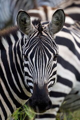 Naklejka premium Beauty zebra looking at camera in the wild savannah