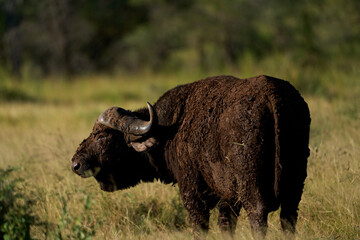 African buffalo under the sun in the savannah