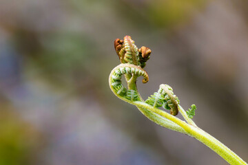 Formas durante el crecimiento de un helecho