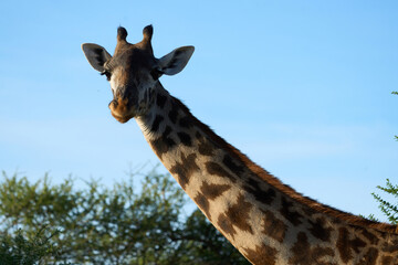 Neck and head of a giraffe in the wild