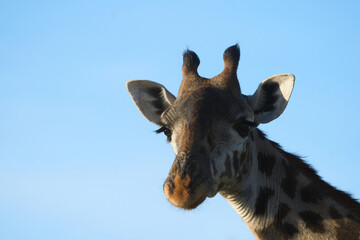 Close-up of a wild giraffe under the sun