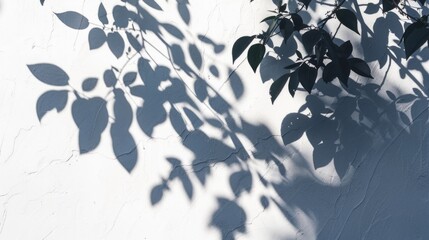 Nature Shadow. Abstract Tree Leaves Shadow on Wall. Minimalist Art in White Background