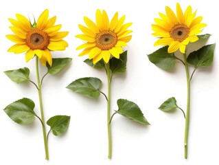 Flower Stems. Three Sunflowers with Leaves in Yellow, Isolated on a White Background