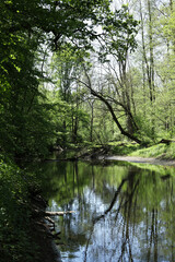 beautiful view of the river in the forest	