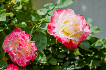 close up with a beautiful rose in the garden.