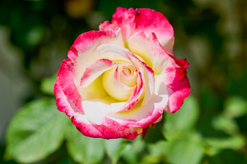close up with a beautiful rose in the garden.