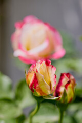 close up with a beautiful rose in the garden.