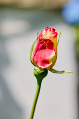 close up with a beautiful rose in the garden.